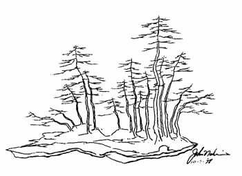 350x255 John Naka's Drawing Bonsai Desighn Drawings