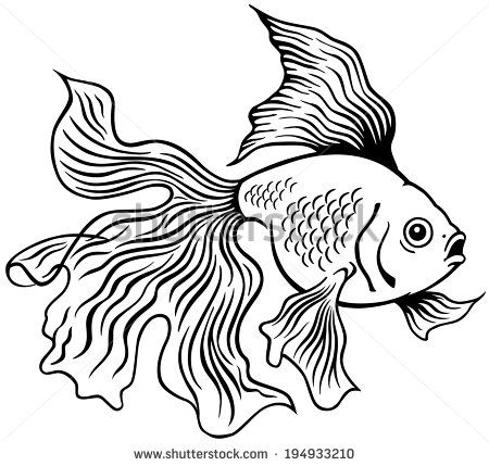 Japanese Goldfish Drawing