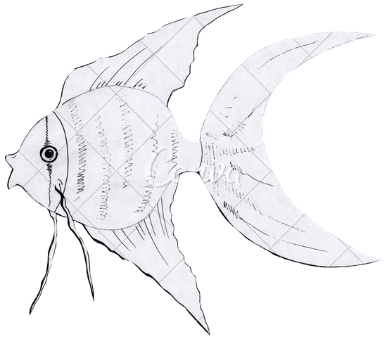 550x482 Hand Drawing Goldfish Black