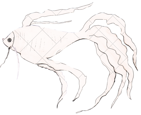 550x449 Illustration Drawing Goldfish