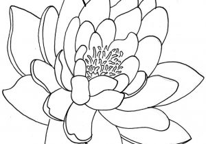300x210 Japanese Flower Drawings Best Lotus Flower Drawings Ideas