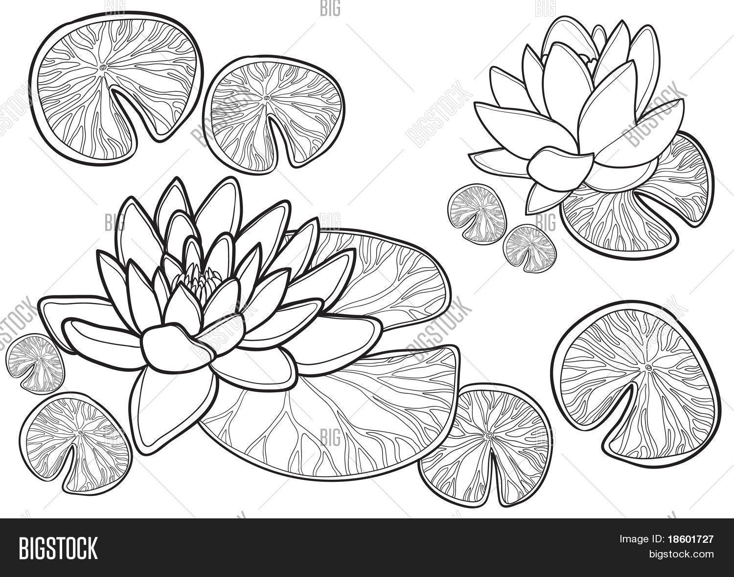 1500x1181 Blossom Lotus Flower Japanese Pond Vector Amp Photo Bigstock