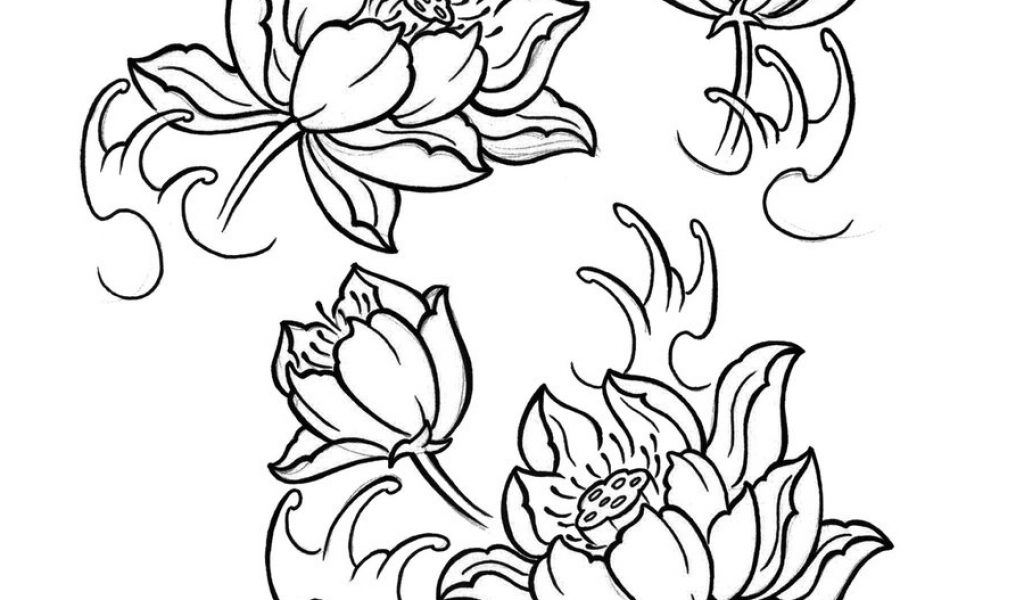 Japanese Lotus Flowers Drawings