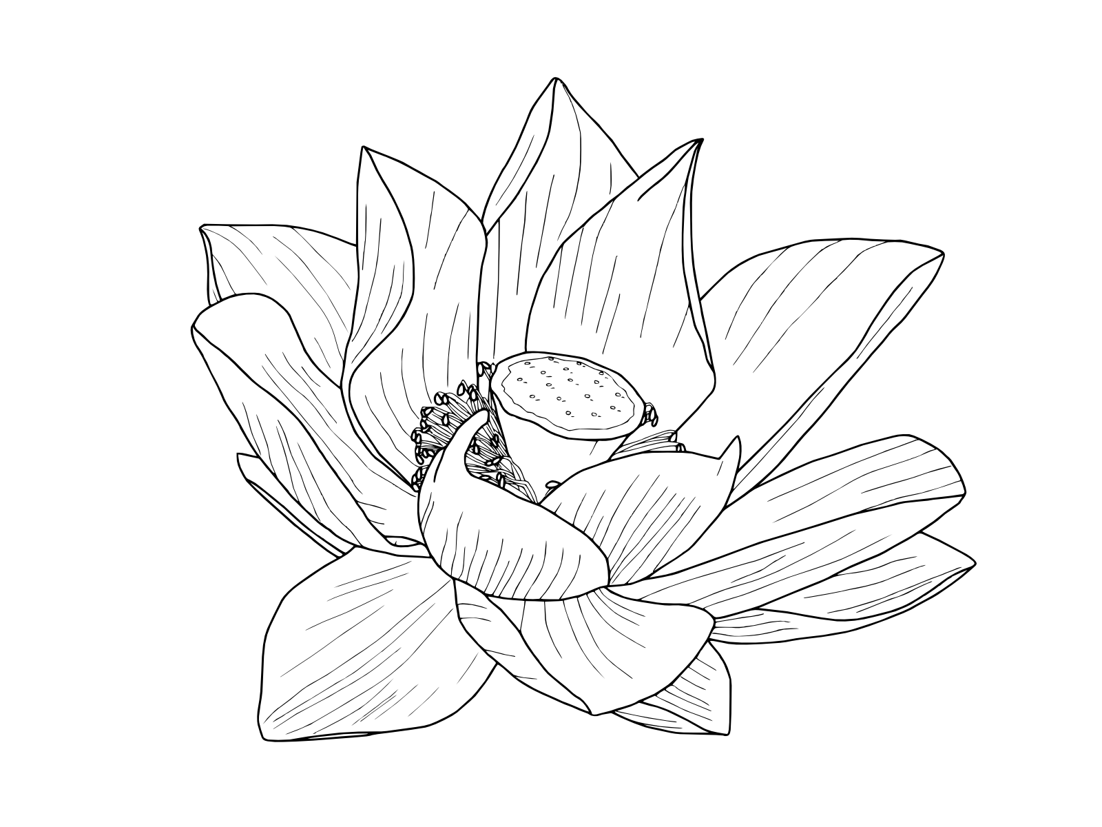 Japanese Lotus Flower Drawing at GetDrawings | Free download