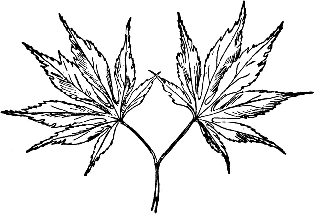640x435 Japanese Maple Clipart Etc