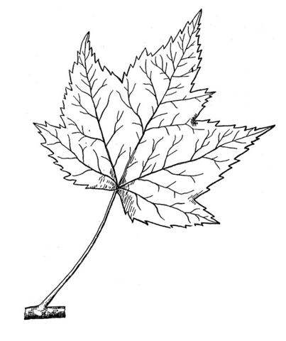 403x480 Red Maple Leaf Coloring Page Free Printable Coloring Pages