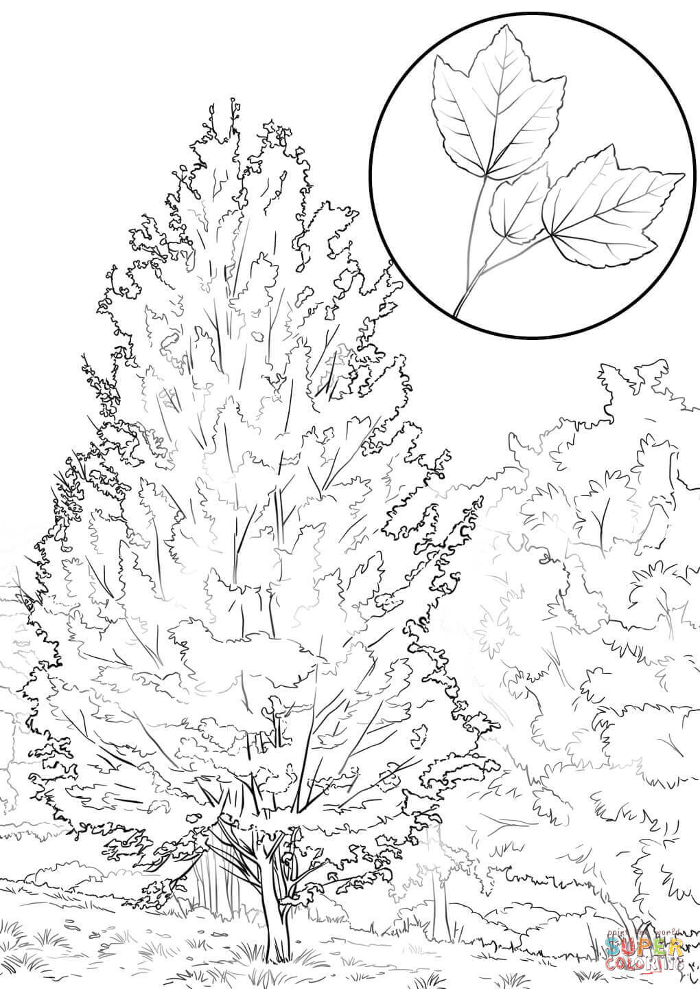 1020x1440 Red Maple Coloring Page Free Printable Coloring Pages