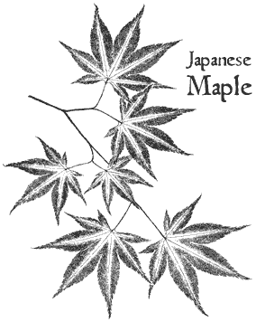 284x356 Vintage Botanical Japanese Maple