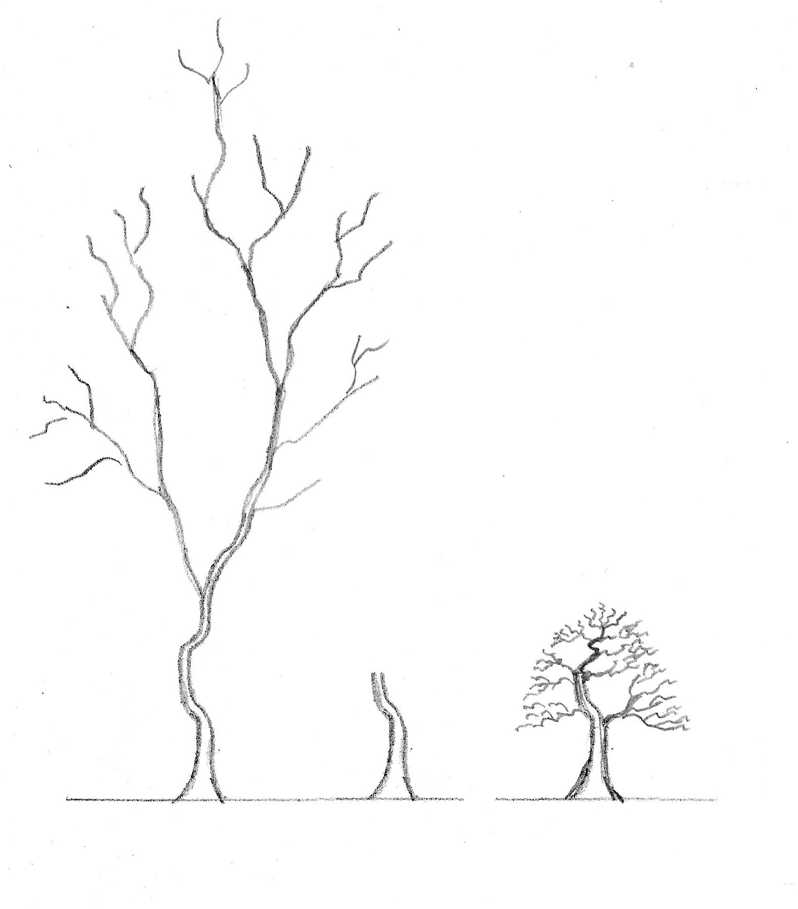 1577x1797 Old Pine Tree Drawings