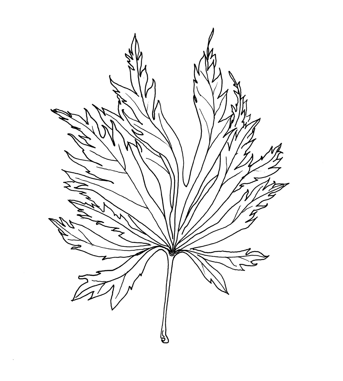 1441x1600 Holly's Daily Draw One Leaf A Day Challenge