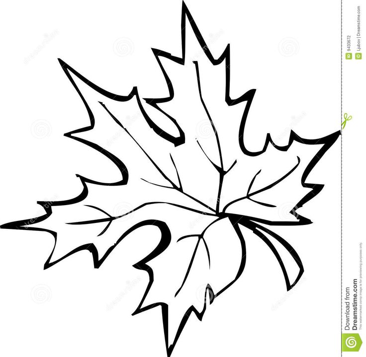736x719 Maple Leaf Clipart Group