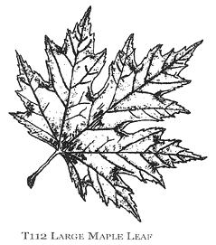 239x271 Maple Leaf Clipart Chinar Tree