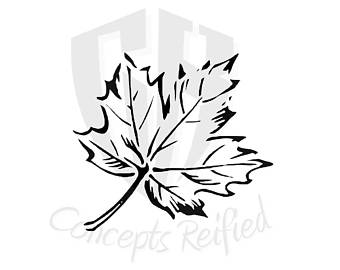 Japanese Maple Leaf Drawing at GetDrawings | Free download