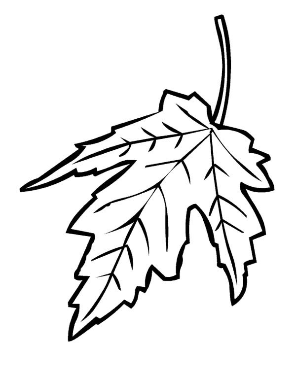 600x761 Drawn Maple Leaf Fall Leaves