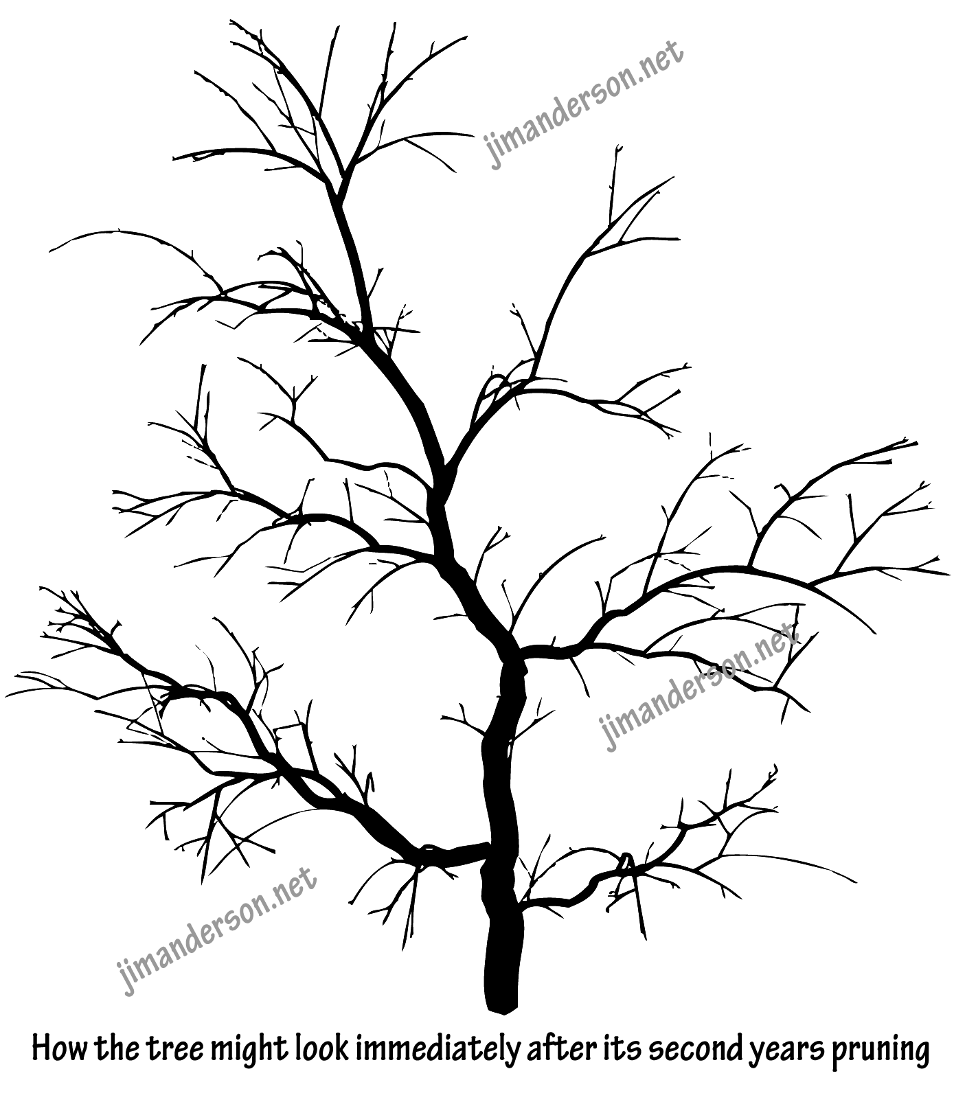 1389x1624 Japanese Maples