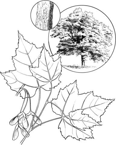 385x480 Red Maple Tree Coloring Page Free Printable Coloring Pages