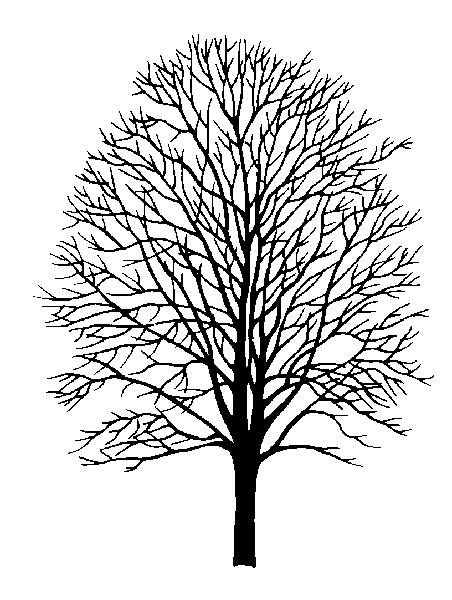 Japanese Maple Tree Drawing at GetDrawings | Free download