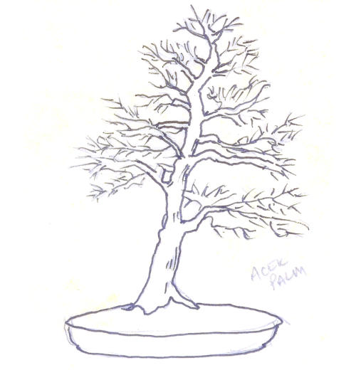 500x520 Brandywine Bonsai Society