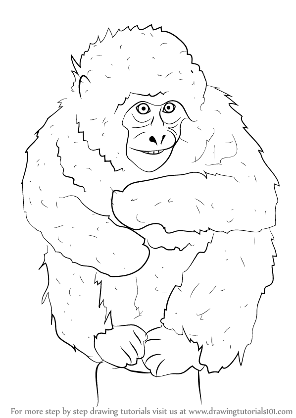 598x844 Learn How To Draw A Japanese Macaque (Primates) Step By Step