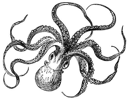 500x385 Octopus