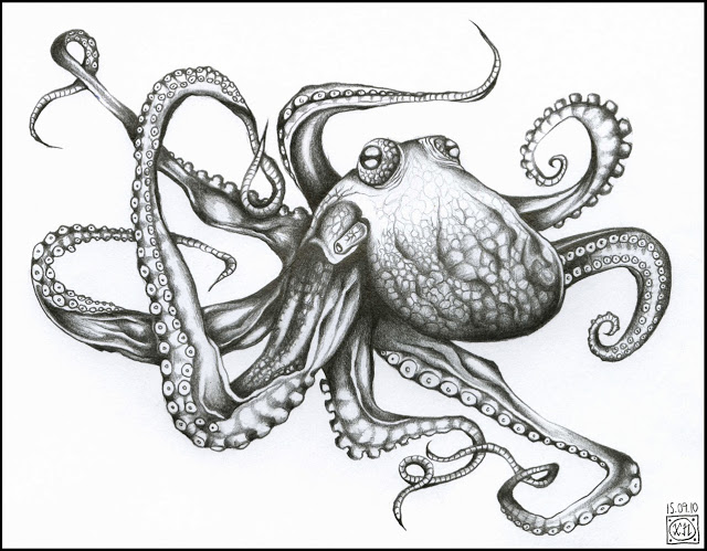640x499 Curiosity Cabinet Of Xnpurple Black White Drawing Octopus