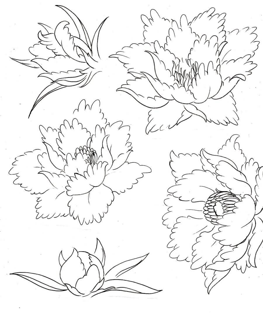 Japanese Peony Drawing at GetDrawings | Free download