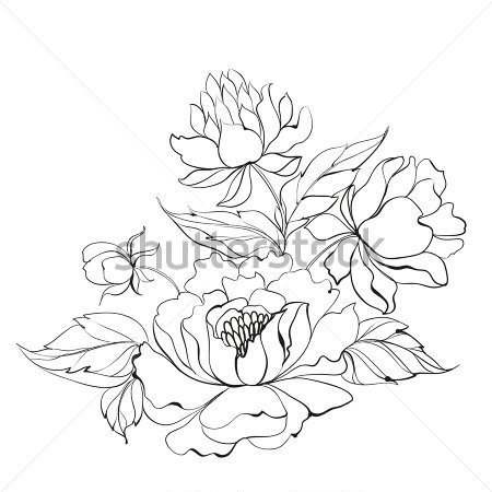 450x450 Peony Outline Clipart
