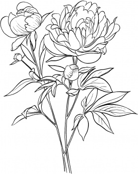 278x350 Peony Outline Clipart