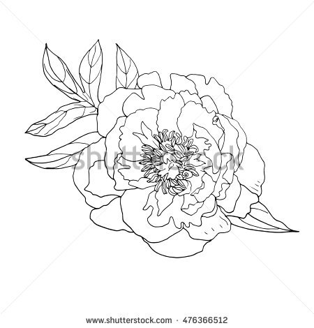 450x470 Drawn Peony