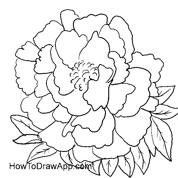 600x600 How To Draw A Peony Flower My Web Value