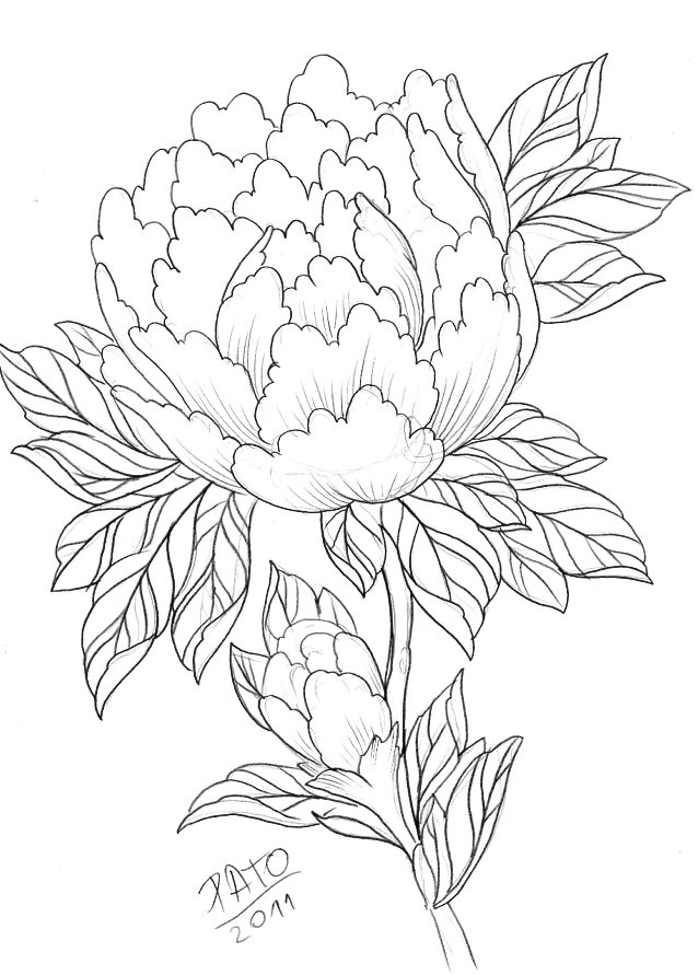 638x891 Peony Rose Drawing