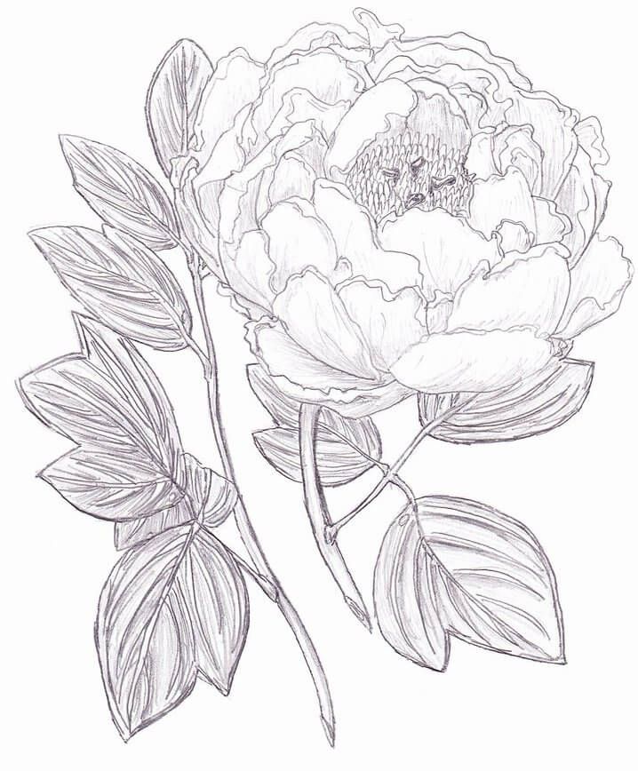 718x868 Embroidery Patterns 4 Peony