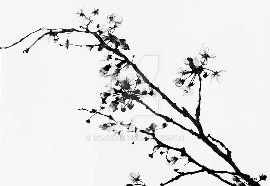 900x621 Drawn Cherry Blossom Black And White