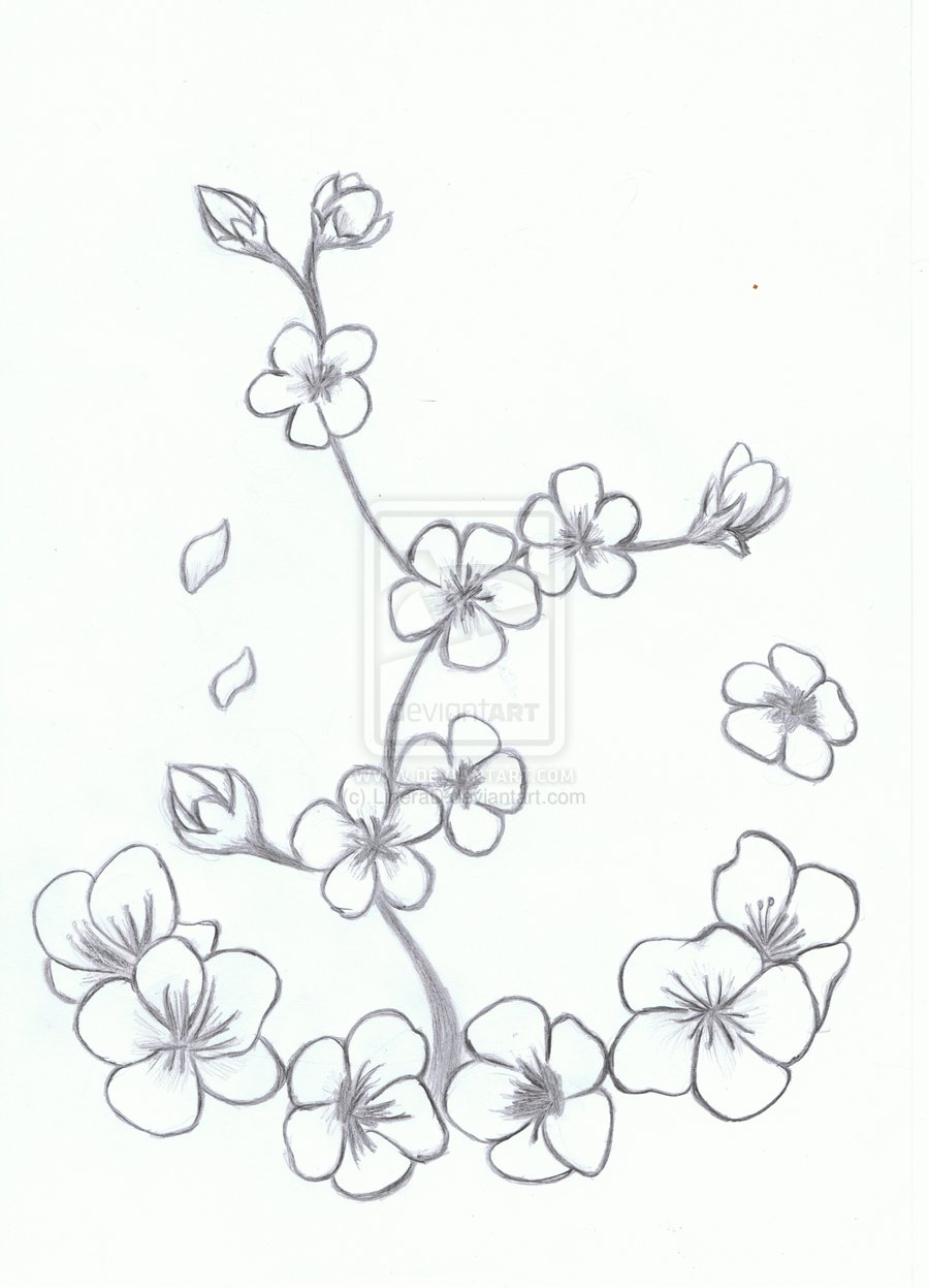 900x1247 Drawn Sakura Blossom Line Drawing