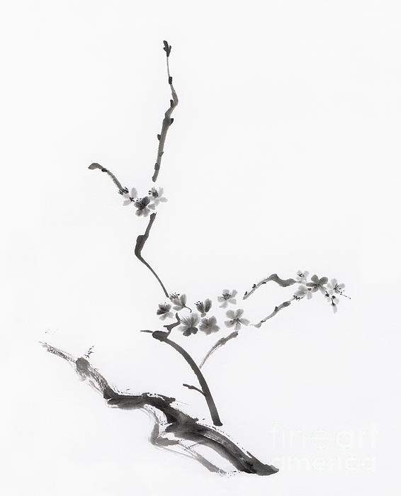 566x700 Sakura Blossom Artistic Japanese Zen Sumi E Painting On White Ri