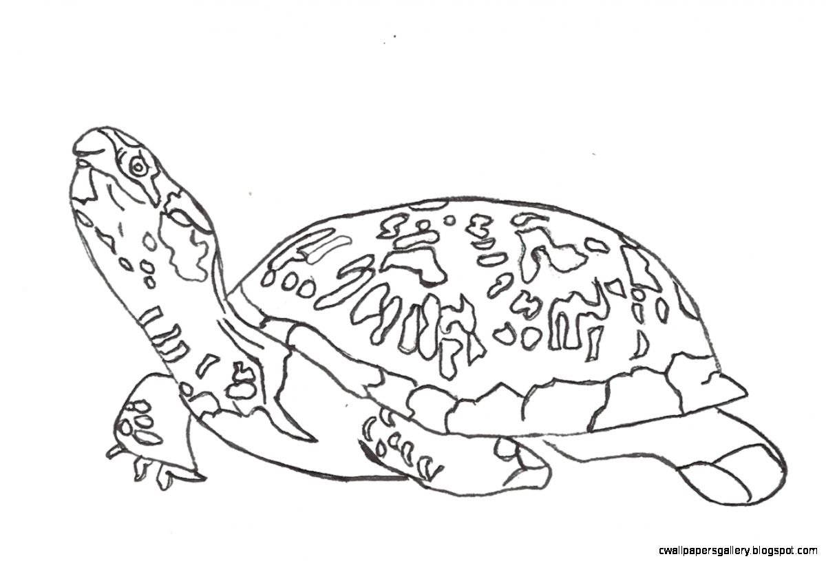 1200x815 Turtle Drawings For Kids Wallpapers Gallery
