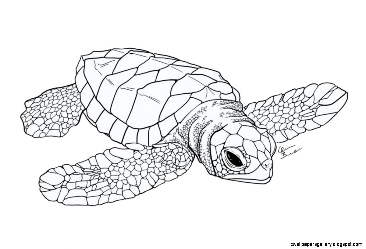 1177x803 Baby Sea Turtle Drawing Wallpapers Gallery
