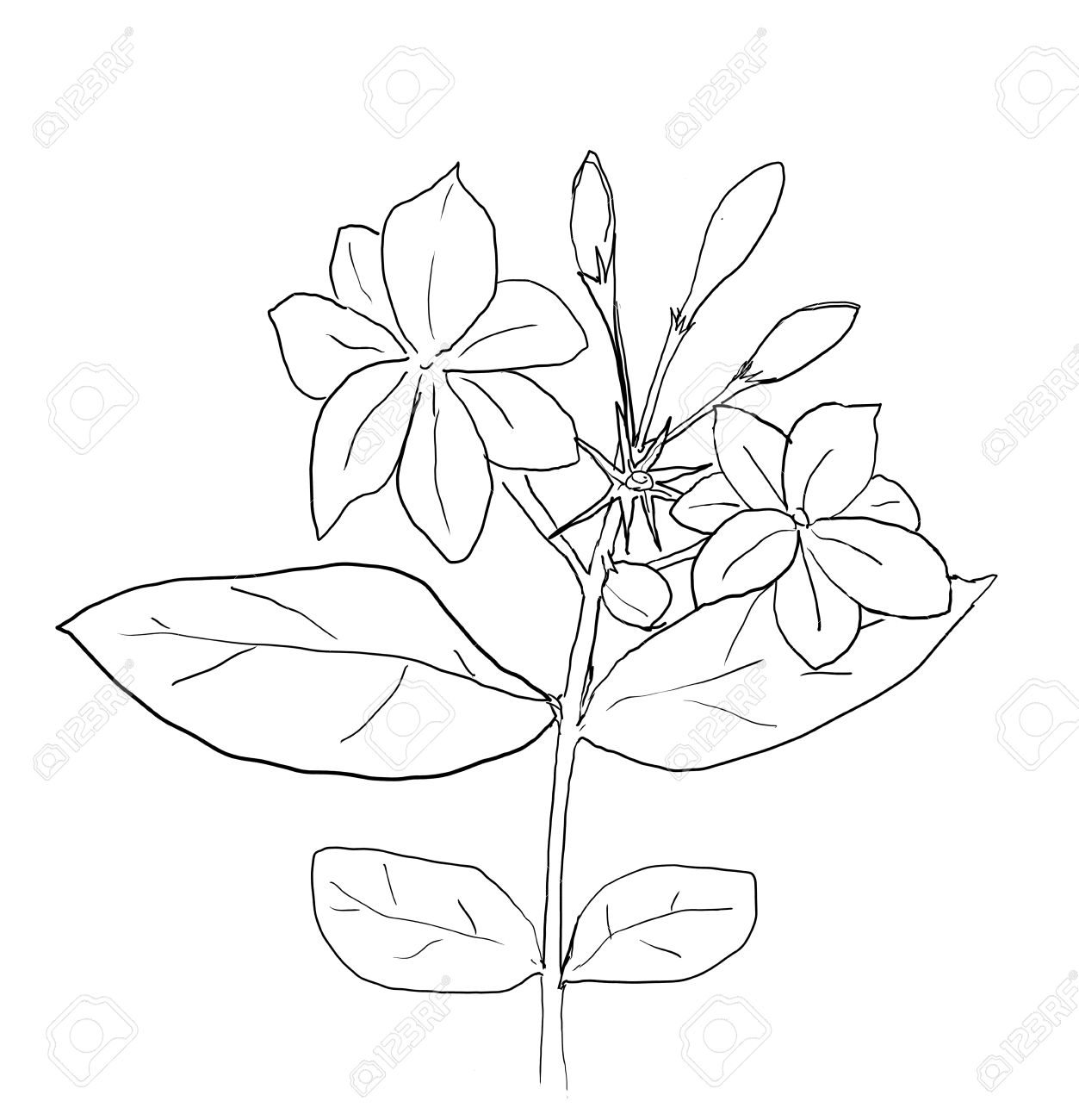 1253x1300 Arabian Jasmine Flower Drawing Line Art Stock Photo, Picture