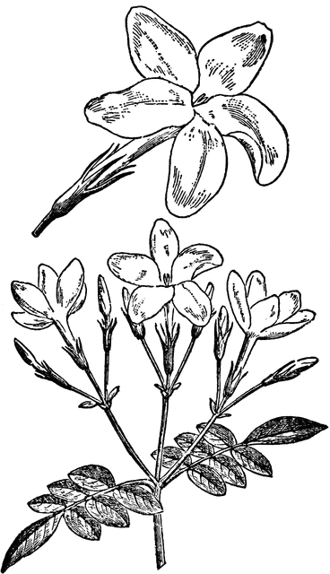 368x640 Jasmine Clipart Etc