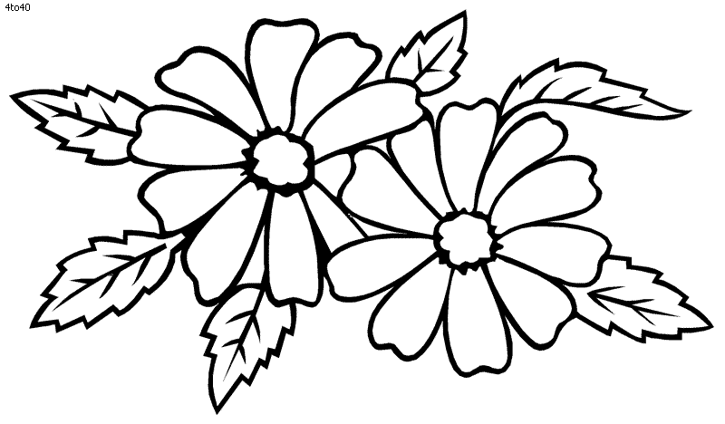 800x468 Jasmine Flower Coloring Pages For Flowers On Hearts And Roses