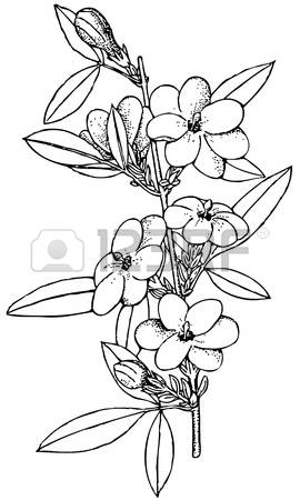 270x450 Jasmine Clipart Black And White