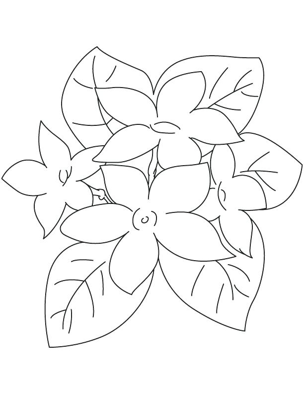 612x792 This Is Flower Coloring Page Pictures Jasmine Flower Coloring Page