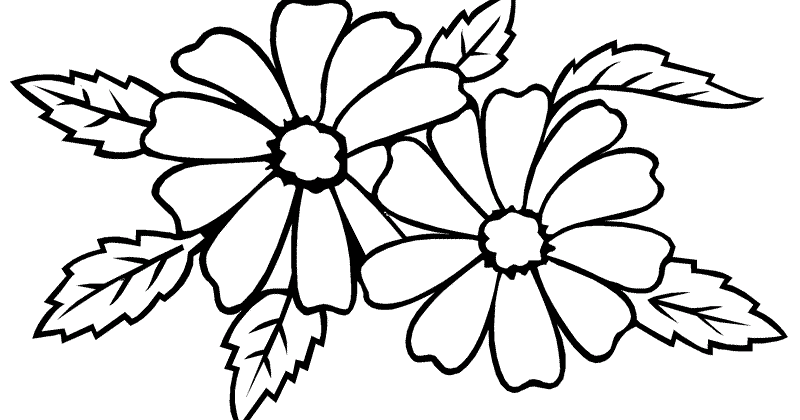 800x420 Pictures Of Jasmine Flowers Coloring Pages
