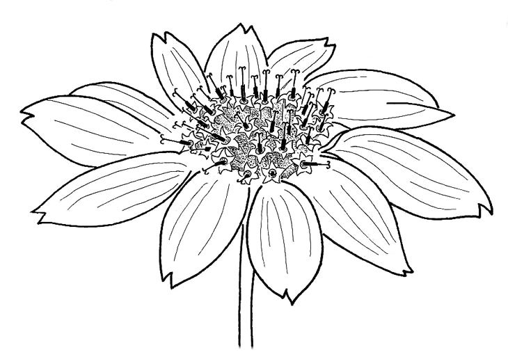 730x516 Flower Drawings With Color For Kids Tumblr In Black And White