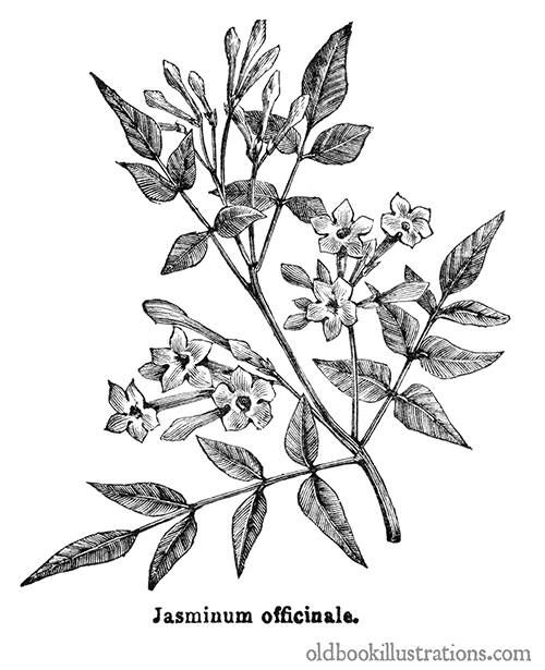 500x615 Common Jasmine