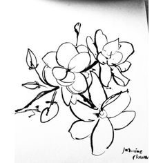 236x236 Image Result For Jasmine Plant Botanical Studies Flowers