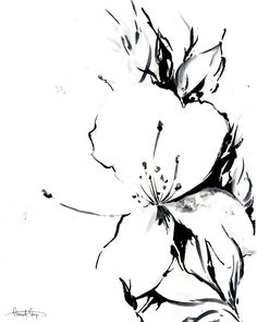 236x295 Jasmine Flower Original Drawing Black And White Botanical Floral