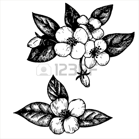 450x450 Jasmine Flowers And Leaves, Hand Drawn Vintage Vector Illustration