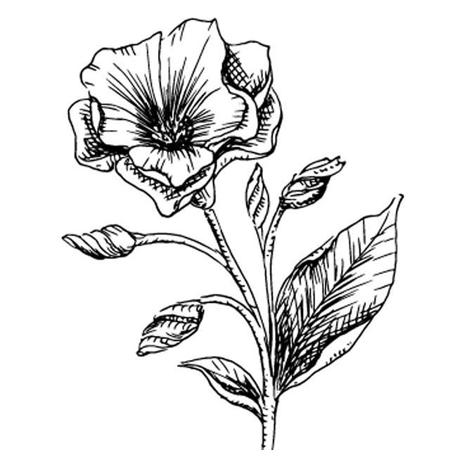 Jasmine Flower Botanical Drawing at GetDrawings | Free download