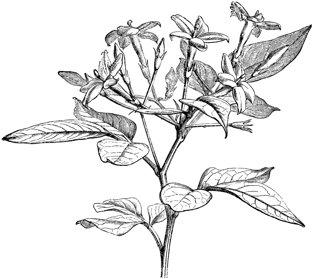  Jasmine Flower Drawing at GetDrawings.com Free for personal use 